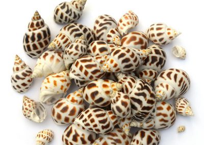 Sea snail – Babylonia areolata
