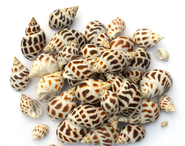 Sea snail – Babylonia areolata